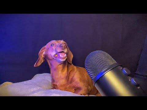 MEU CACHORRO FAZENDO ASMR