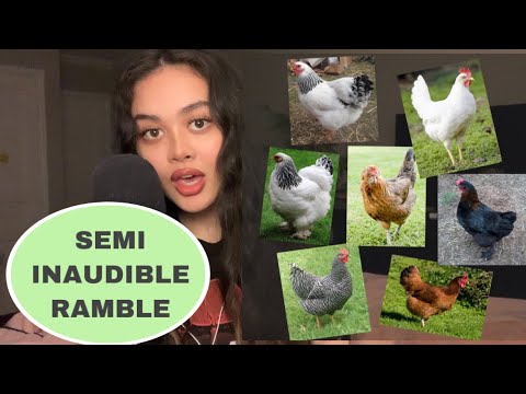 ASMR semi-inaudible ramble, clicky mouth sounds 💤😴