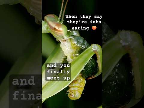 BUGS GONE WILD!