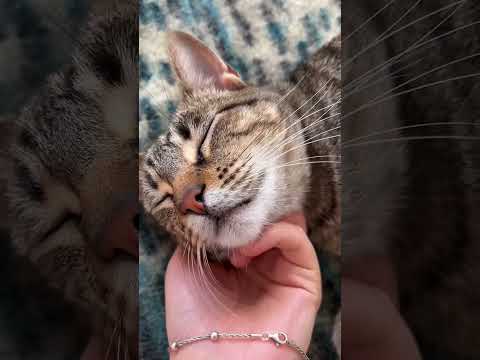 ASMR con gatitos #asmr #catasmr #purringcat #asmrcasero #relax #tingles