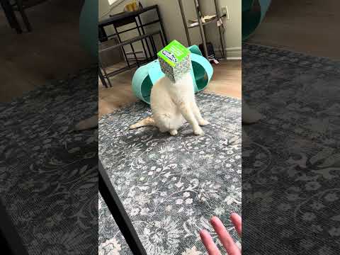 He’s ready to be pyramid head for Halloween