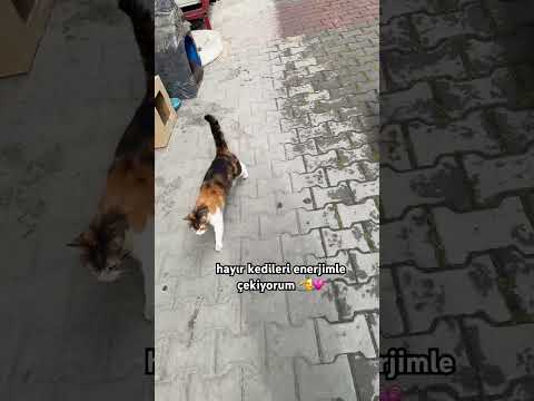 #cover #music #love #cat #trending #cute #cats #keşfet #keşfetbeniöneçıkar #kesfet #catvideos