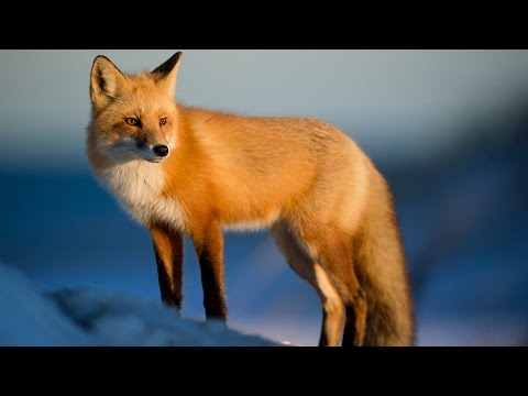 [ASMR] Binaural Animal Facts