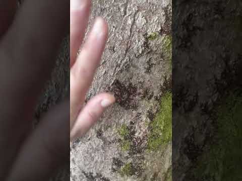 Tree is indeed,hallow (ASMR)