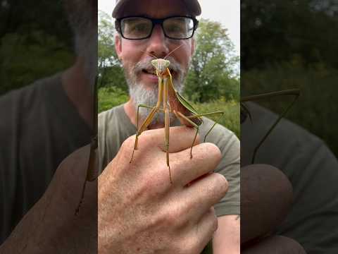 0 Expectations, 1 Praying Mantis