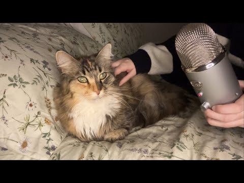 ASMR - Asmr With A Cat! 🐈 (Purring Sounds, Petting Sounds)