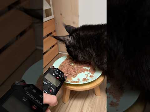 2 mins of my cat munching his dinner 🤍 #asmr #mukbang 😂