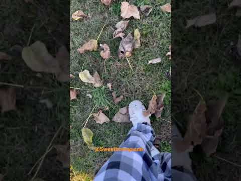 ASMR Stepping on leaves 🍁