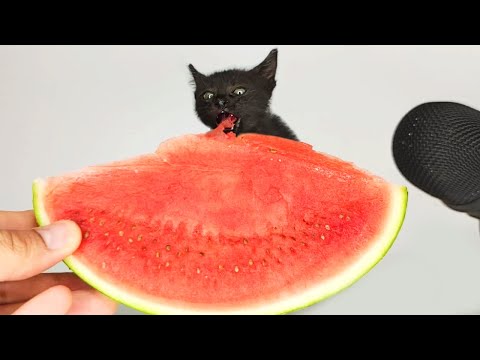 Kitten Eating Watermelon ASMR 🍉