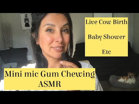 Gum Chewing Mini Mic Ramble ASMR