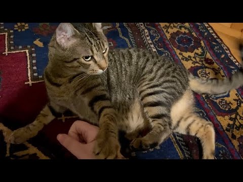 pov asmr: you're petting a cat! (bilingual asmr/purring)