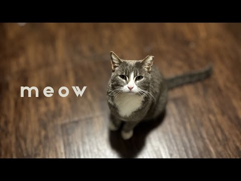 ASMR Outside at 4am With Thomas the Cat 