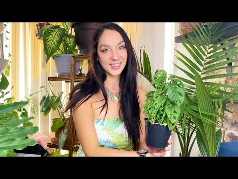 ASMR - Taking You On a Soft Spoken Plant Haul | Plants Show and Tell