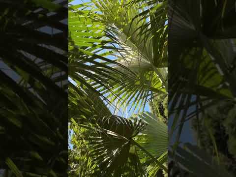 Tropical Morning Ambience