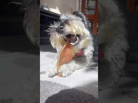 Enjoy 2 minutes of my dog eating a dehydrated pig ear #asmr #eatingsounds