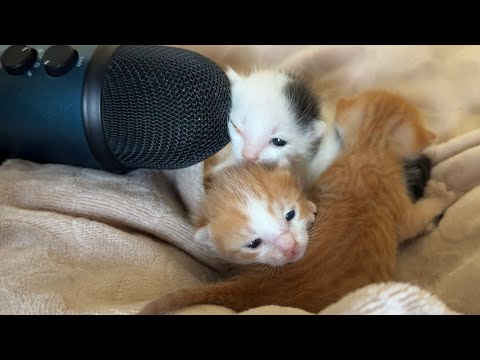 My 3 Cats Makes Asmr for first time 🥺🎊💗