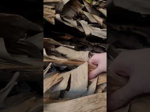 🌲 ASMR Cozy forest adventure with my cat! 🐈#asmr #tingles #nature