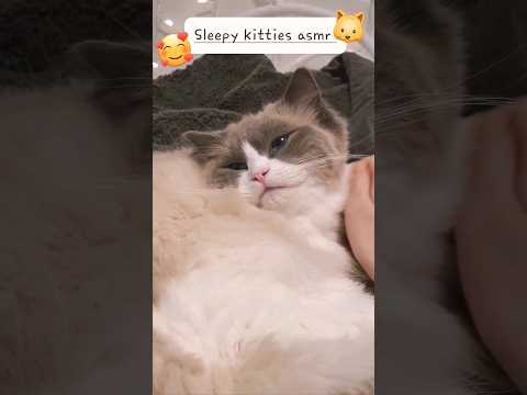 Cozy Cats ASMR to Brighten Your Day 💖 #asmr #asmrshorts #lofiasmr