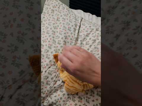 Shorts : asmr petting a cat  : ASMR Lying to You Trigger Point