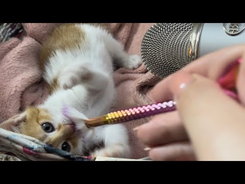 Asmr with Kitty