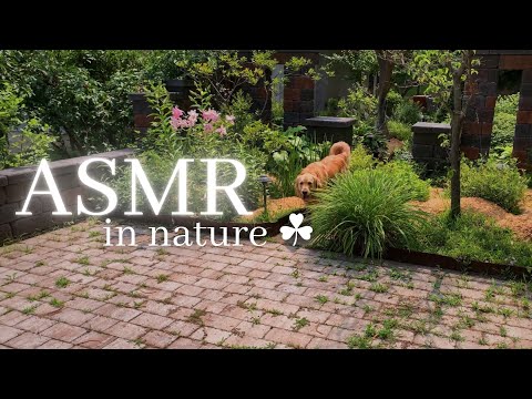 LOFI ASMR in my BACKYARD 🌿✨ (nature sounds, camera tapping & scratching)