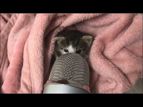 kitty make asmr for first time