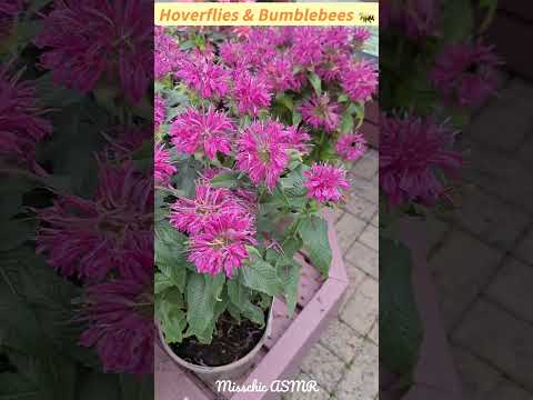 ASMR Busy Bumblebees and Happy Hoverflies 🐝 #asmrnature #asmrnaturesounds #naturesounds #insects