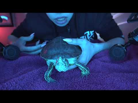 ASMR | turtle tapping 🐢#micscratching #mouthsounds #tingles #relax # ...