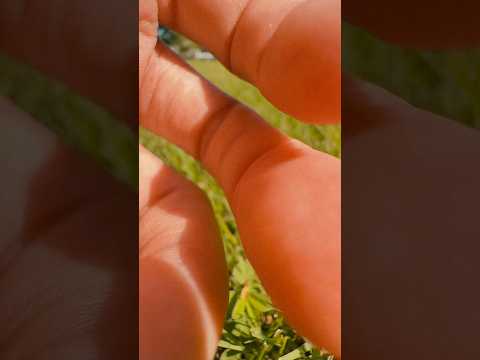 Grass scratching #asmr #raeasmr #visualasmr #upclose