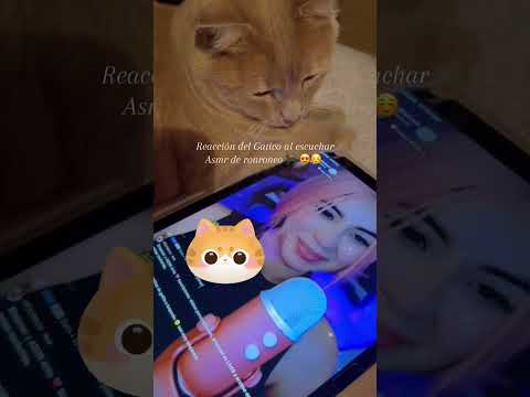 La reacción de este Gatico al escuchar ronroneo de Asmr. #asmr  #gato  😍😍