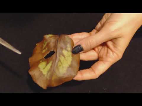 ASMR Whisper ~ Autumn Leaves Show & Tell (Up Close)