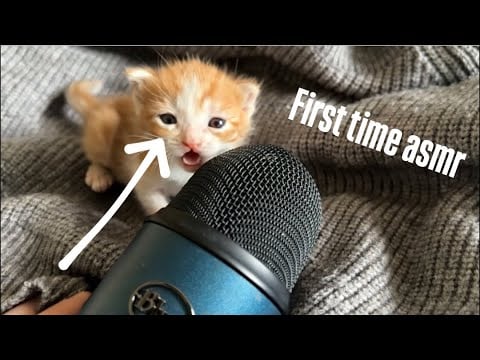 Can These Tiny Kittens Make You Smile
