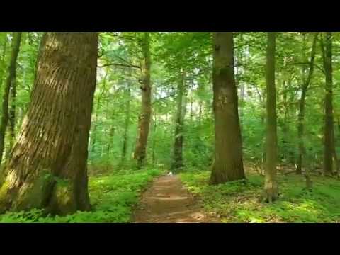 Walk with us!🌳 (birds, wind, footsteps)