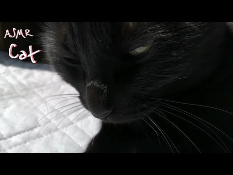 ASMR Purring and Brushing [no talking]