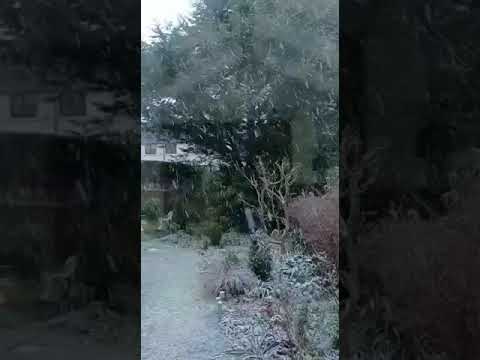 ASMR IT'S SNOWING! #snow #snowfall