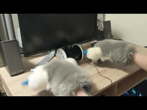 [Furry ASMR] Paws on a table (no talking)