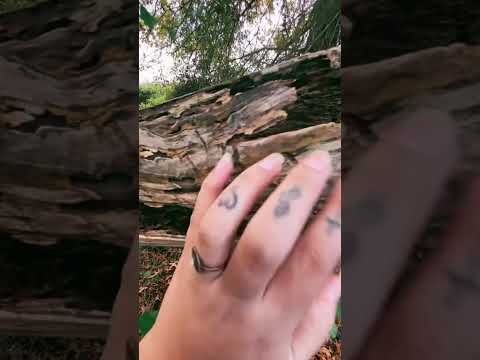 💕🍂🪾Fast Tapping✨ #asmrcommunity #asmrtapping #asmrnature #asmrfastandaggressive 