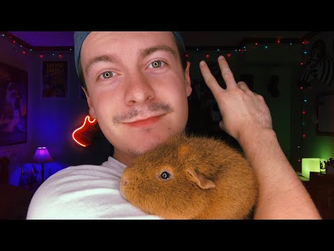 [ASMR] Guinea Pigs | Carrot Eating and Guinea Pig Noises
