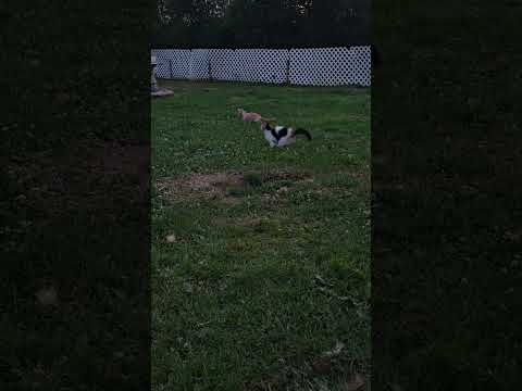 Jaydyn and Spooks Playing with a Moth