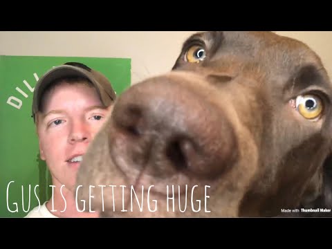 Gus and updates on the last few weeks
