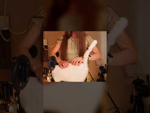 ASMR Cat Massage #tangerin #shorts #cat