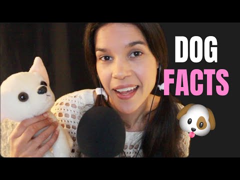 ASMR Facts About Dogs | Whispered Reading & Ramble | Doggy Sniffing Intro