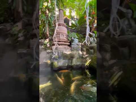 ASMR Lush Temple Gardens 🐲 #bangkok #thailand #beauty #relax