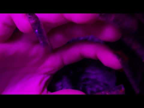 [ASMR - Whisper] Quick Scalp Scratching 💆🏼‍♀️