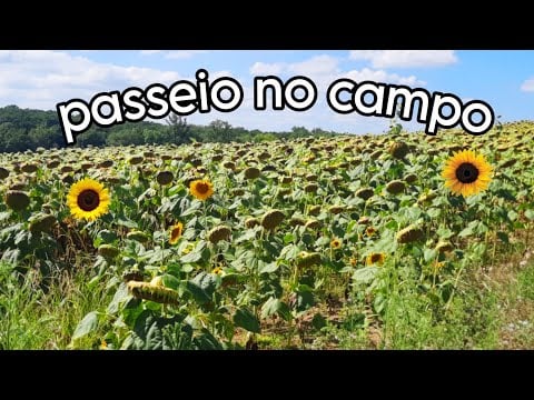 ASMR PASSEIO NO CAMPO DE GIRASSOL 🌻💕