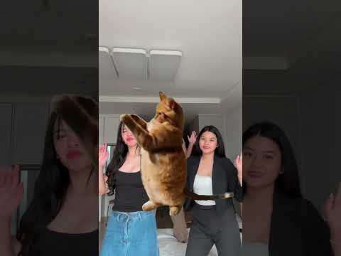 girlies are dancing with a new character 😂