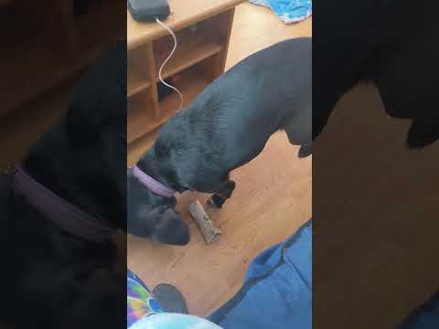 Dog can't reach her bone (Funny!)😂🐶🐾