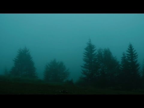  Foggy Forest Rain & Thunder | 1 Hour Cozy Ambience for Sleep, Study, ASMR 🌲⛈️✨