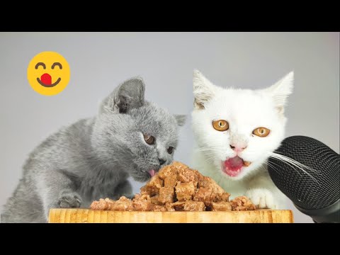 White Cat and Gray Cat Eating Tuna Cat Food ASMR