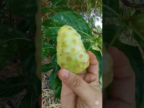 Part 2 asmr di luar ruangan di kampung aku #asmrvideo #asmr